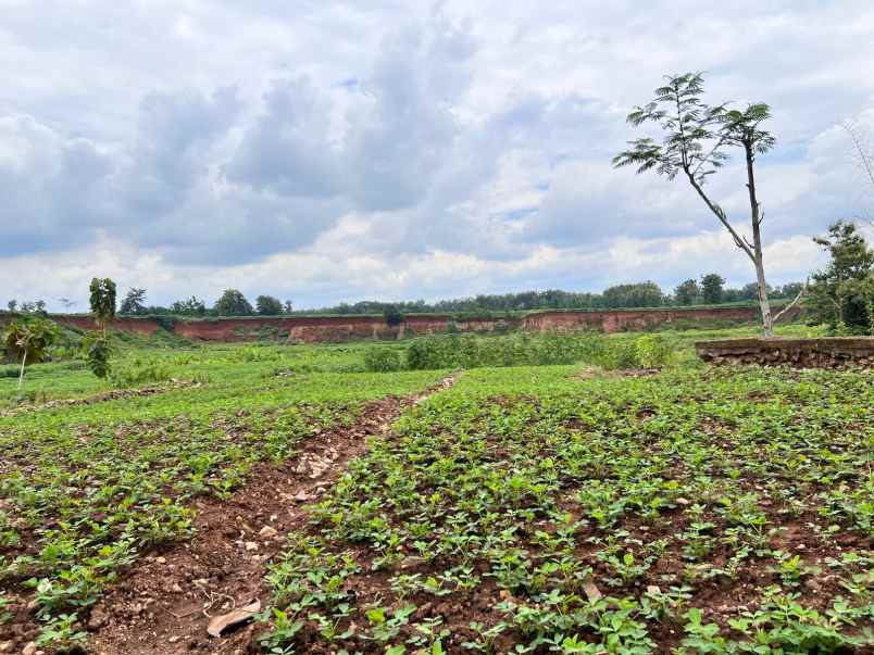 dijual tanah sawah 2100m kedawung sragen