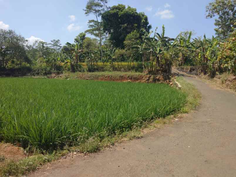 dijual tanah sawah pinggir jl desa di pancalang