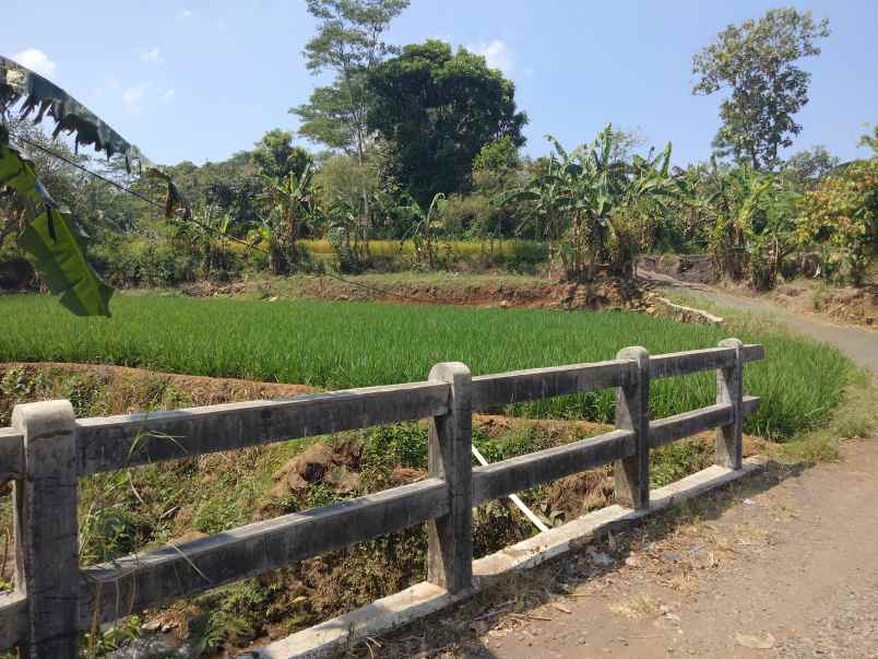 dijual tanah sawah pinggir jl desa di pancalang