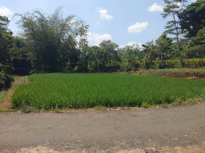 dijual tanah sawah pinggir jl desa di pancalang