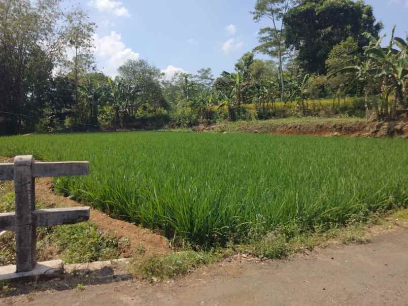 dijual tanah sawah pinggir jl desa di pancalang