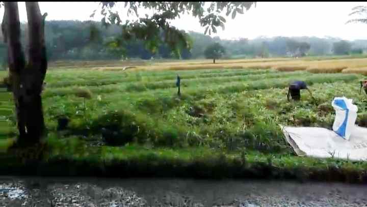 dijual tanah strategis pinggir jalan kabupaten