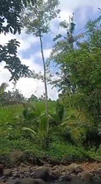 dijual tanah wanagiri kauh selemadeg