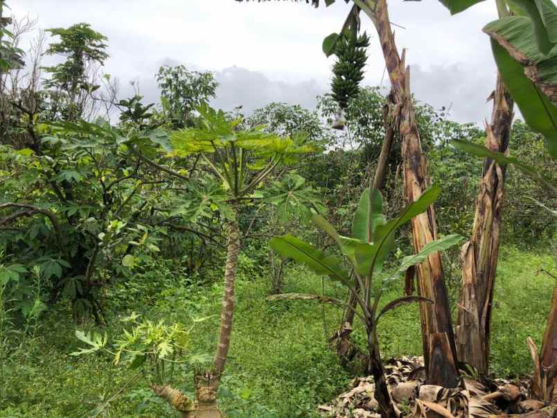 dijual villa eksklusif di batu suasana asri dan sejuk