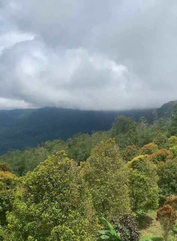 disewakan tanah desa lemukih buleleng bali