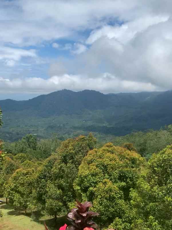 disewakan tanah desa lemukih buleleng bali