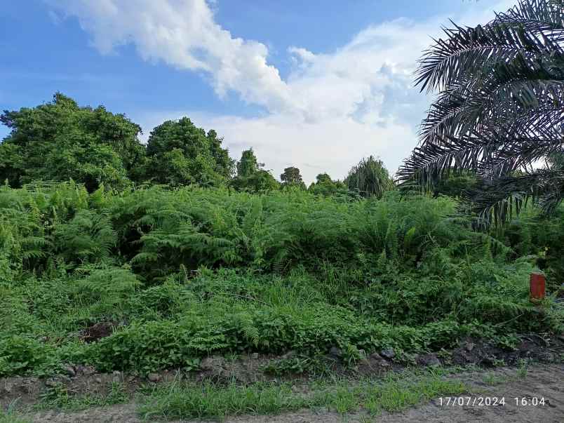 jual tanah sangat cocok untuk sawit