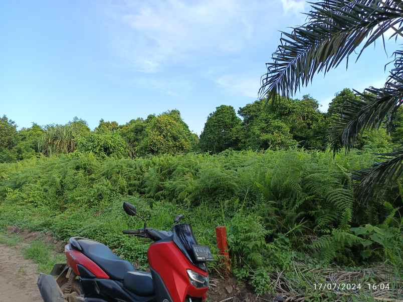 jual tanah sangat cocok untuk sawit