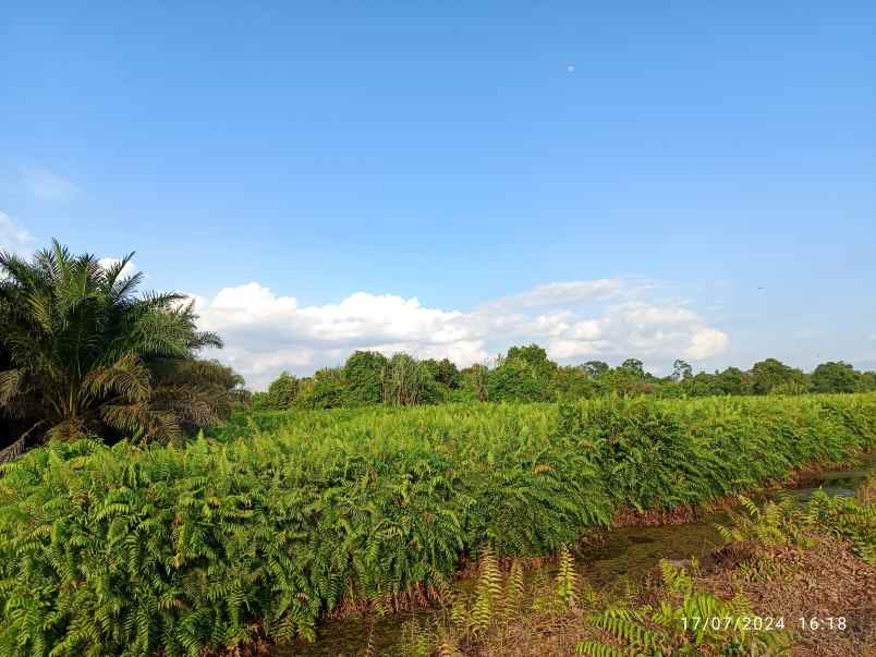 jual tanah sangat cocok untuk sawit