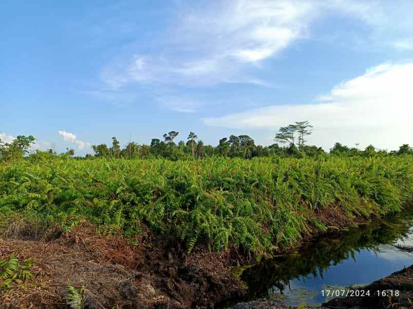 jual tanah sangat cocok untuk sawit