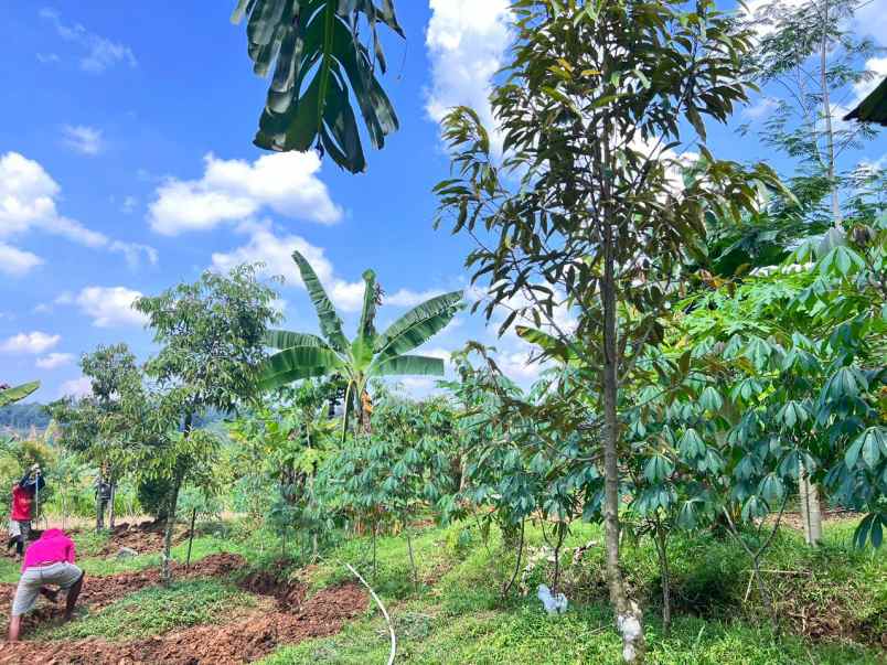 kebun durian 1900m subur mojogedang karanganyar
