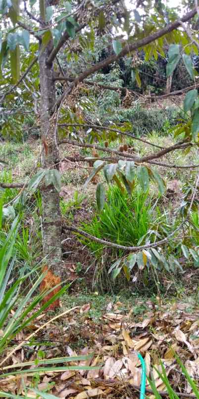 kebun durian produktif ngargoyoso karanganyar