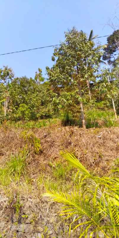 kebun durian produktif ngargoyoso karanganyar