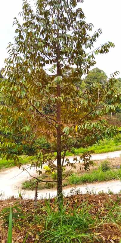 kebun durian produktif ngargoyoso karanganyar