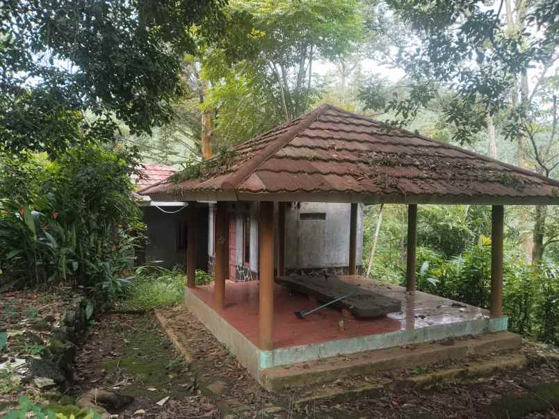 kebun produktif cijambe subang jawa barat