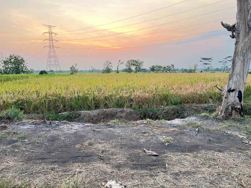 sawah strategis luas 2000m2 kedawung sragen