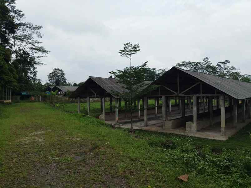 tanah bangunan kandang sapi 1000 ekor