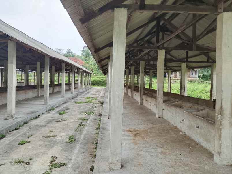 tanah bangunan kandang sapi 1000 ekor