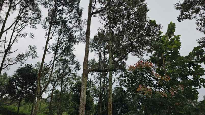 tanah kebun durian villa dan cafe cijeruk bogor