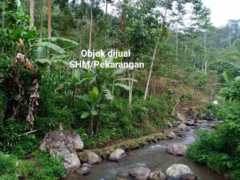 tanah kemuning ngargoyoso