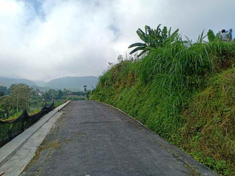 tanah kemuning ngargoyoso