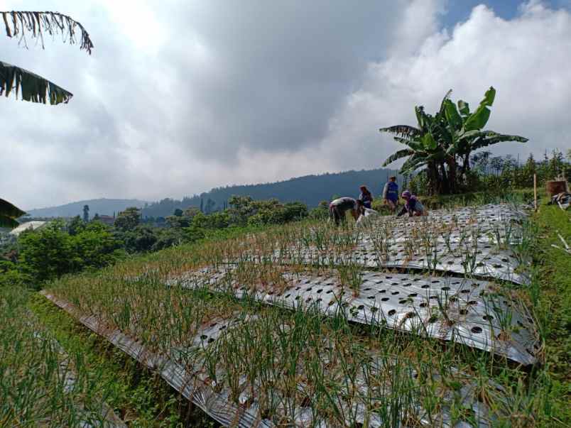 tanah kemuning ngargoyoso