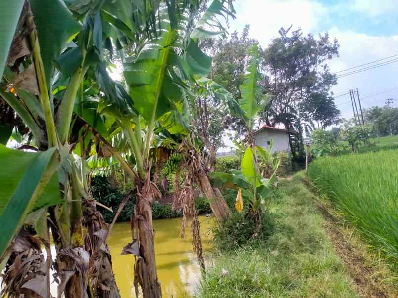 dijual cepat tanah sawah 8250 m2 di kawasan berkembang