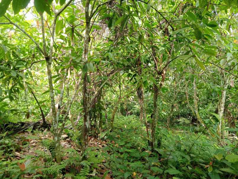 dijual lahan tegalan kontur melandai los sungai