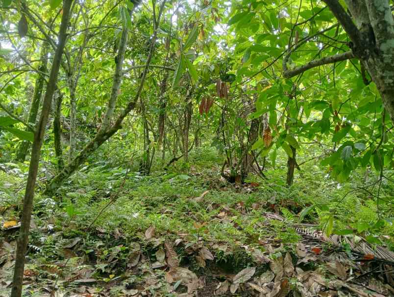 dijual lahan tegalan kontur melandai los sungai