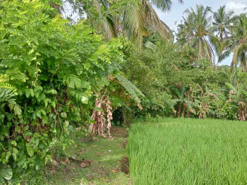 dijual lahan tegalan kontur melandai los sungai