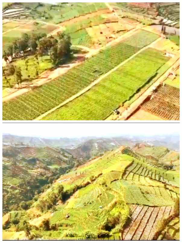 dijual tanah area wisata dieng