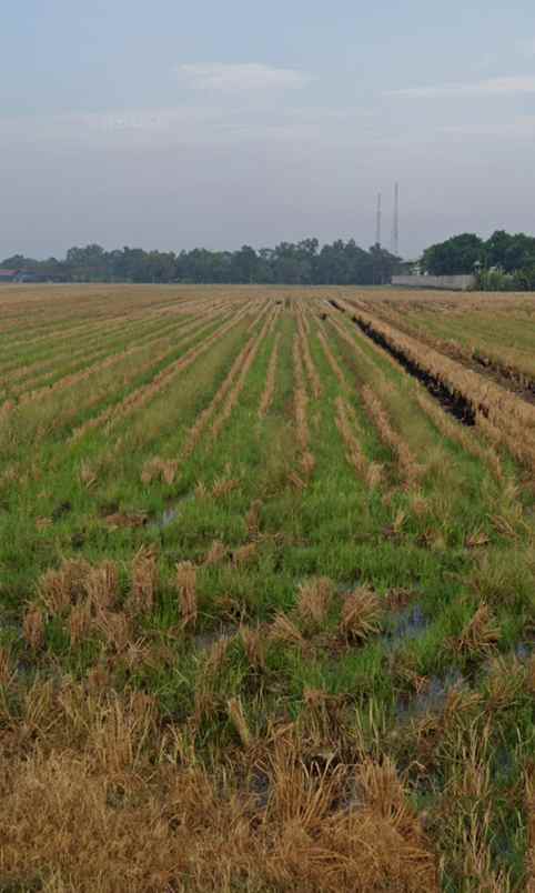 dijual tanah curug reja