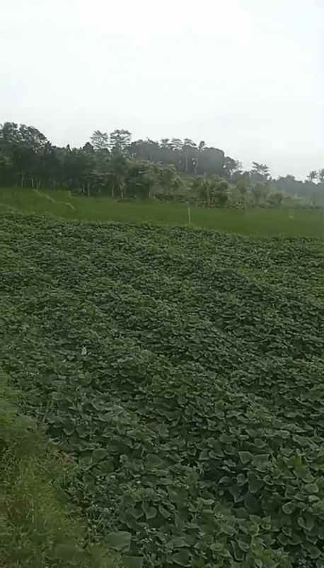 dijual tanah di setianegara