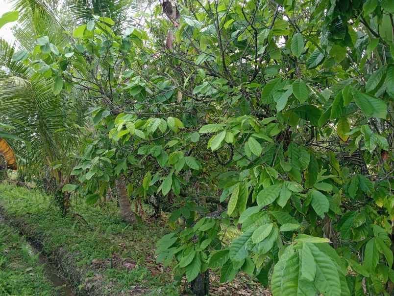 dijual tanah ds lumbung kec selemadeg