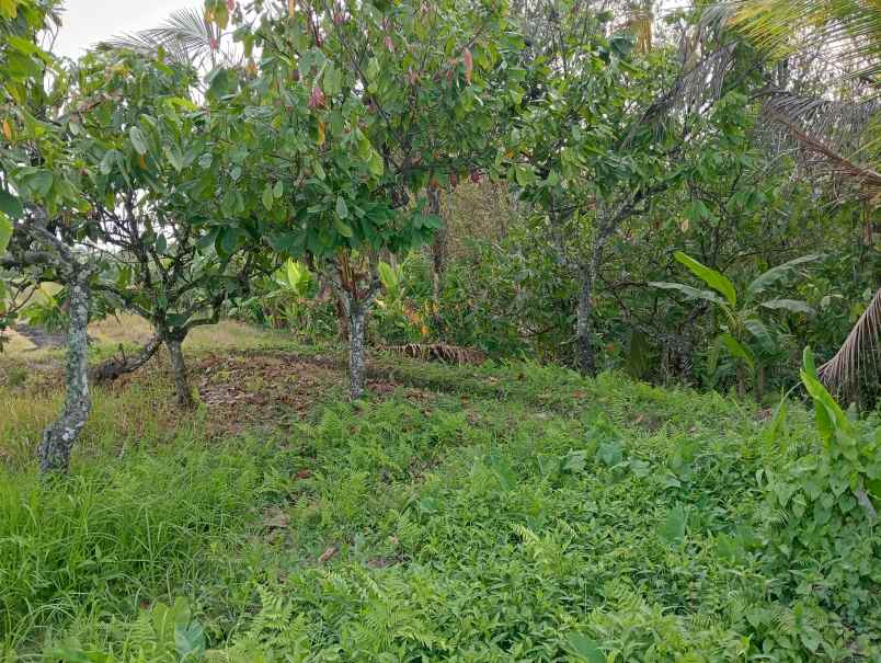 dijual tanah ds lumbung kec selemadeg