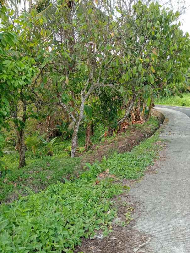 dijual tanah ds lumbung kec selemadeg