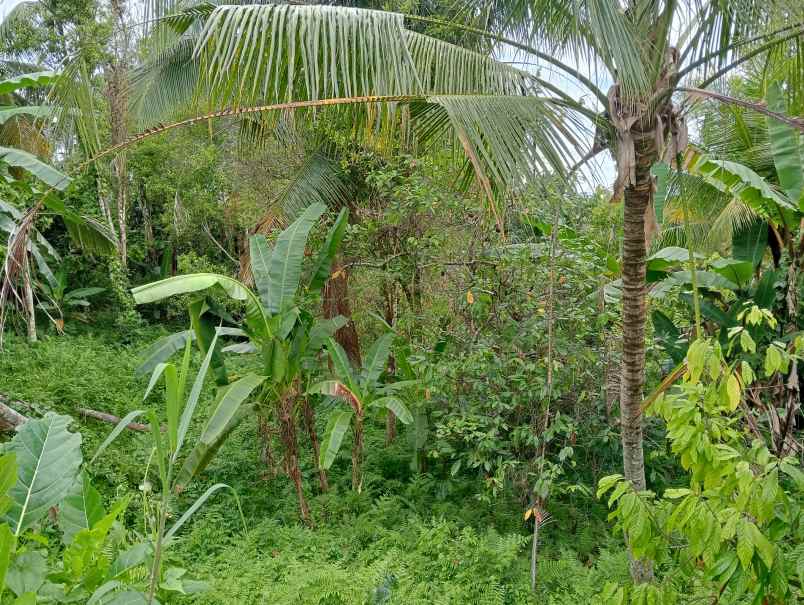 dijual tanah ds lumbung kec selemadeg