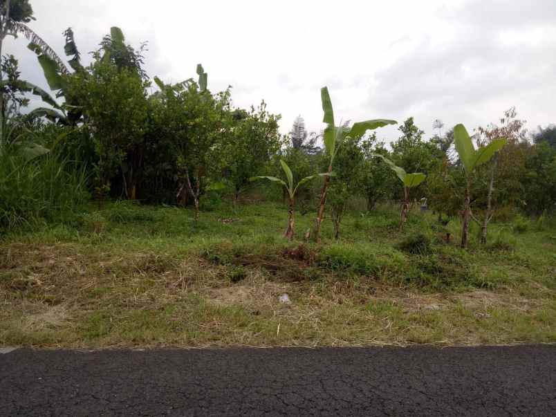 dijual tanah kintamani bangli bali