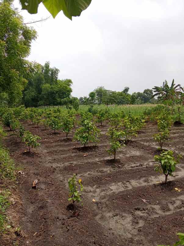 dijual tanah l29 dan l30