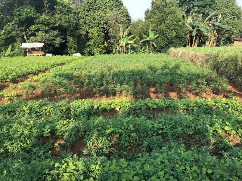 dijual tanah luas dan strategis di bogor dekat ke ipb