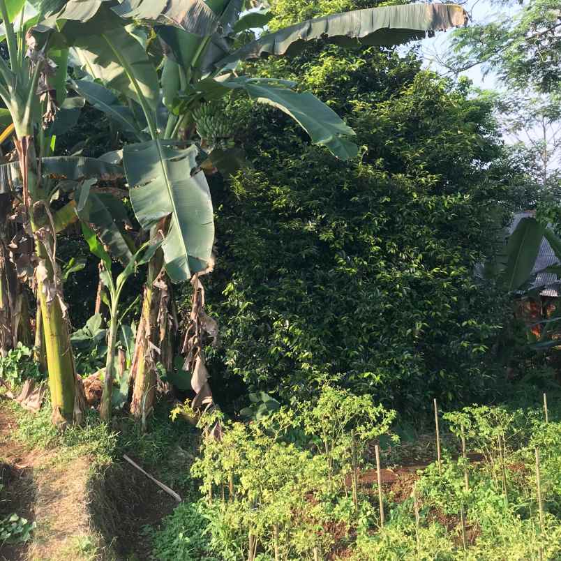 dijual tanah luas dan strategis di bogor dekat ke ipb