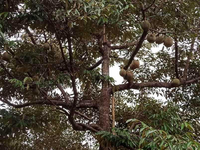 dijual tanah murah strategis