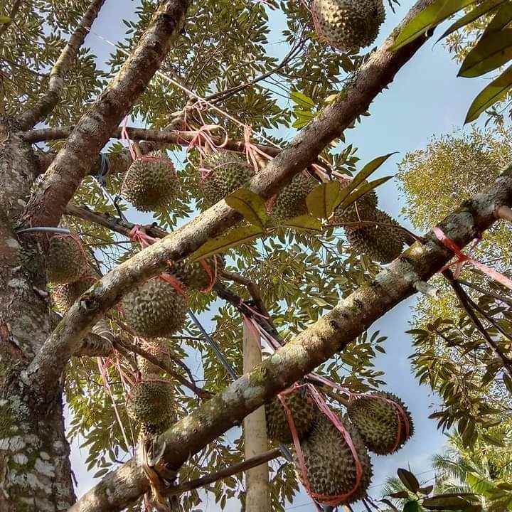 dijual tanah murah strategis