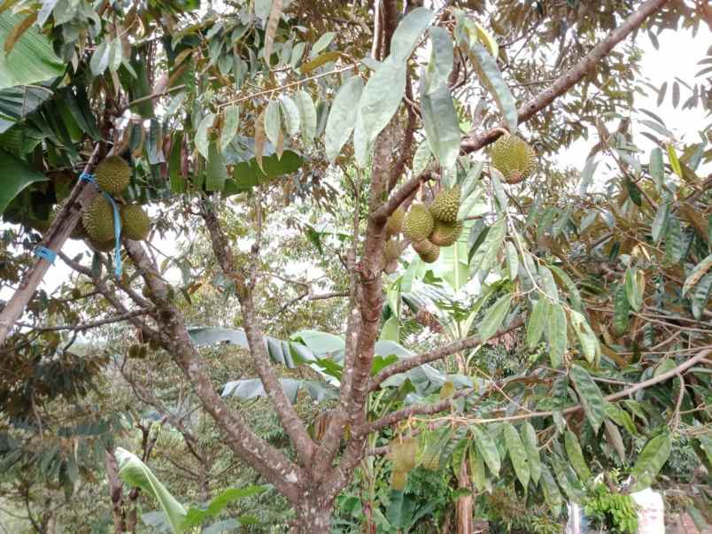 dijual tanah murah strategis