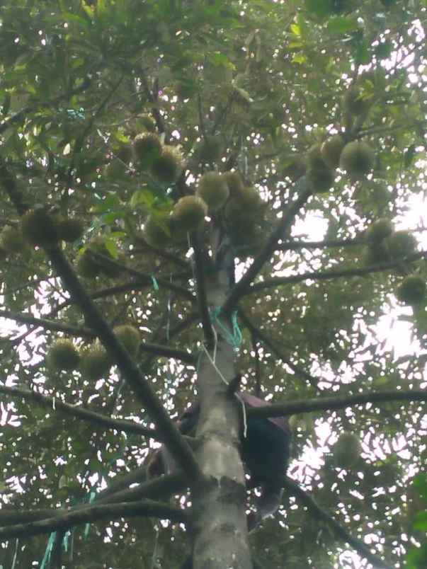 dijual tanah murah strategis