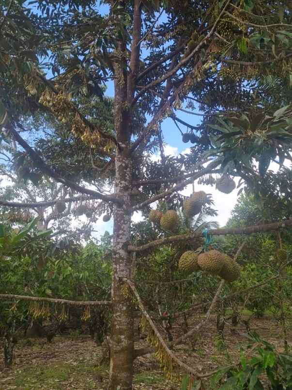 dijual tanah murah strategis