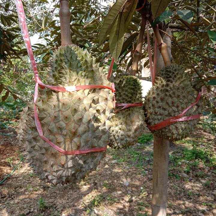 dijual tanah murah strategis