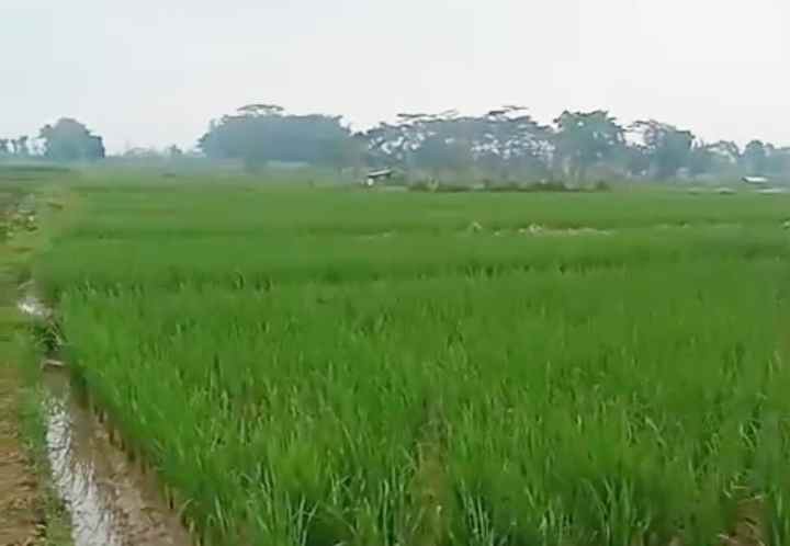 dijual tanah pinggir jl desa v