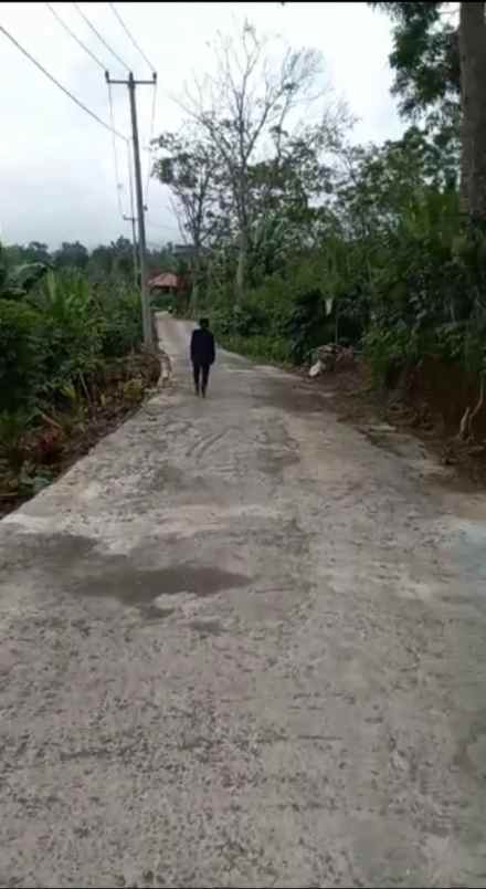 dijual tanah punjungan pupuan tabanan bali