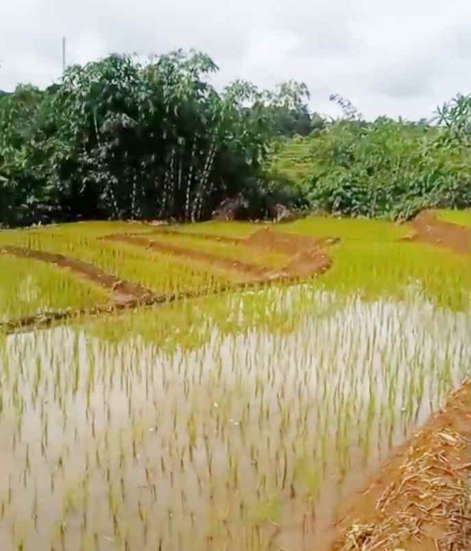 dijual tanah sawah produktif